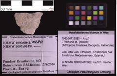 Foto (Objekt + Etiketten) von ? Palinurus sp. (NHMW-GEO-1990-0041-0280)